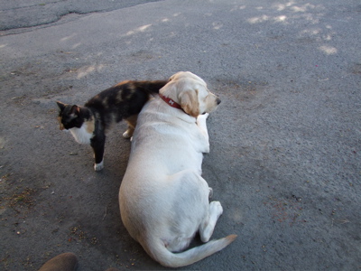 Chien et chat chez Armel